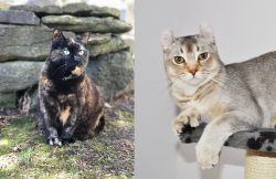 Tortoiseshell vs Jungle-Curl - Breed Comparison