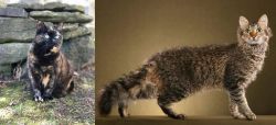 Tortoiseshell vs LaPerm - Breed Comparison