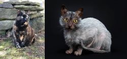 Tortoiseshell vs Lykoi - Breed Comparison