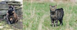 Tortoiseshell vs Manx - Breed Comparison