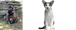 Tortoiseshell vs Oriental Bicolour - Breed Comparison