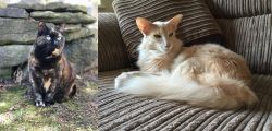 Tortoiseshell vs Oriental Longhair - Breed Comparison