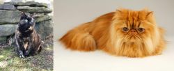 Tortoiseshell vs Persian - Breed Comparison