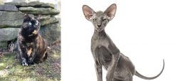 Tortoiseshell vs Peterbald - Breed Comparison