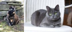 Tortoiseshell vs Russian Blue - Breed Comparison