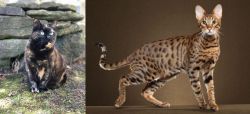 Tortoiseshell vs Savannah - Breed Comparison