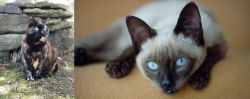 Tortoiseshell vs Siamese - Breed Comparison