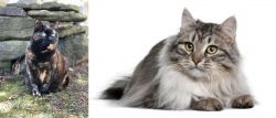 Tortoiseshell vs Siberian - Breed Comparison