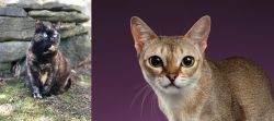 Tortoiseshell vs Singapura - Breed Comparison