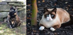 Tortoiseshell vs Snowshoe - Breed Comparison