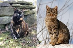 Tortoiseshell vs Tabby - Breed Comparison