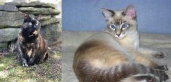 Tortoiseshell vs Tiger Cat - Breed Comparison
