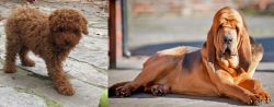 Toy Poodle vs Bloodhound - Breed Comparison