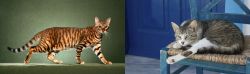 Toyger vs Aegean - Breed Comparison