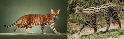 Toyger vs African Serval - Breed Comparison