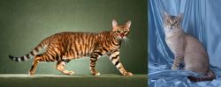 Toyger vs American Keuda - Breed Comparison