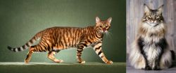 Toyger vs American Longhair - Breed Comparison