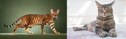 Toyger vs American Polydactyl - Breed Comparison