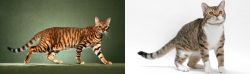 Toyger vs American Wirehair - Breed Comparison