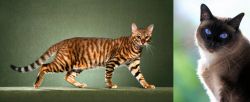 Toyger vs Applehead Siamese - Breed Comparison