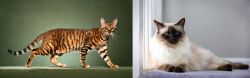 Toyger vs Balinese - Breed Comparison