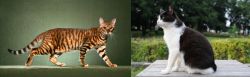 Toyger vs Bicolor - Breed Comparison