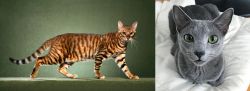 Toyger vs Blue Russian - Breed Comparison