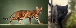 Toyger vs Bombay - Breed Comparison