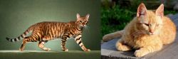 Toyger vs Brazilian Shorthair - Breed Comparison