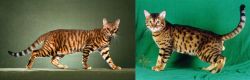 Toyger vs Bristol - Breed Comparison