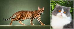 Toyger vs British Longhair - Breed Comparison