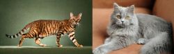 Toyger vs British Semi-Longhair - Breed Comparison