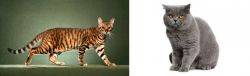Toyger vs British Shorthair - Breed Comparison