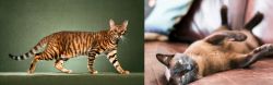 Toyger vs Burmese - Breed Comparison
