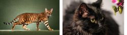 Toyger vs Chantilly/Tiffany - Breed Comparison