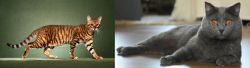 Toyger vs Chartreux - Breed Comparison
