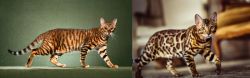 Toyger vs Cheetoh - Breed Comparison