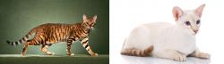 Toyger vs Colorpoint Shorthair - Breed Comparison