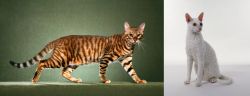 Toyger vs Cornish Rex - Breed Comparison