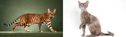 Toyger vs Devon Rex - Breed Comparison
