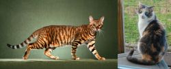 Toyger vs Dilute Calico - Breed Comparison