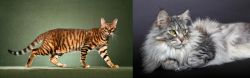 Toyger vs Domestic Longhaired Cat - Breed Comparison