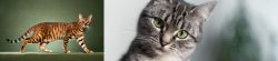 Toyger vs Domestic Shorthaired Cat - Breed Comparison
