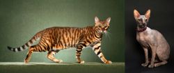 Toyger vs Don Sphynx - Breed Comparison