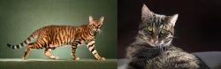 Toyger vs European Shorthair - Breed Comparison