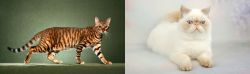 Toyger vs Exotic Shorthair - Breed Comparison