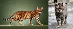 Toyger vs Farm Cat - Breed Comparison