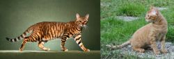 Toyger vs German Rex - Breed Comparison