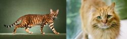 Toyger vs Ginger Tabby - Breed Comparison