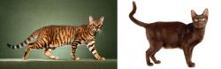 Toyger vs Havana Brown - Breed Comparison